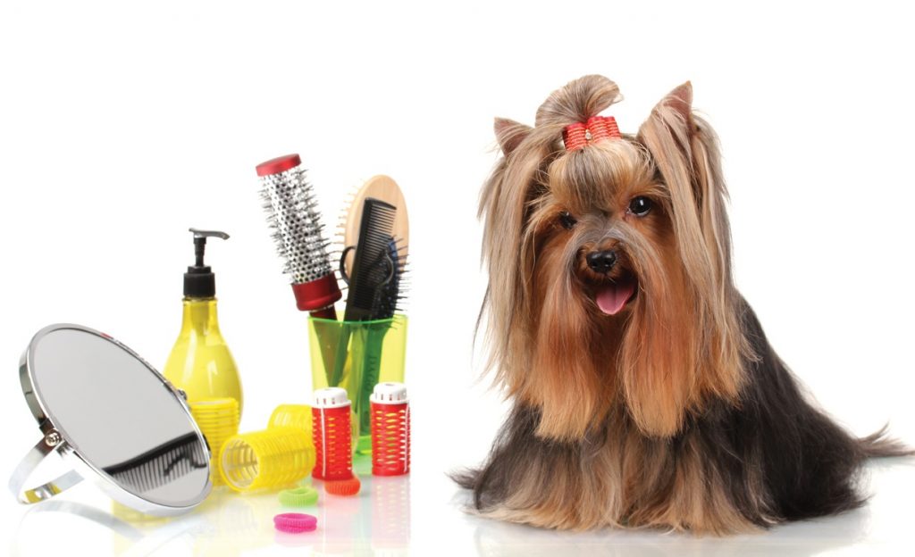 Pet Grooming Techniques